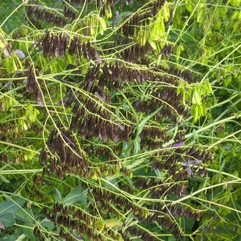 Woad 2024 dye seeds 100/200 pcs pack/ Just harvested Dyer's garden seeds/ Isatis Tinctoria seeds/Blue Dye plant seeds/ Gift for natural dyer